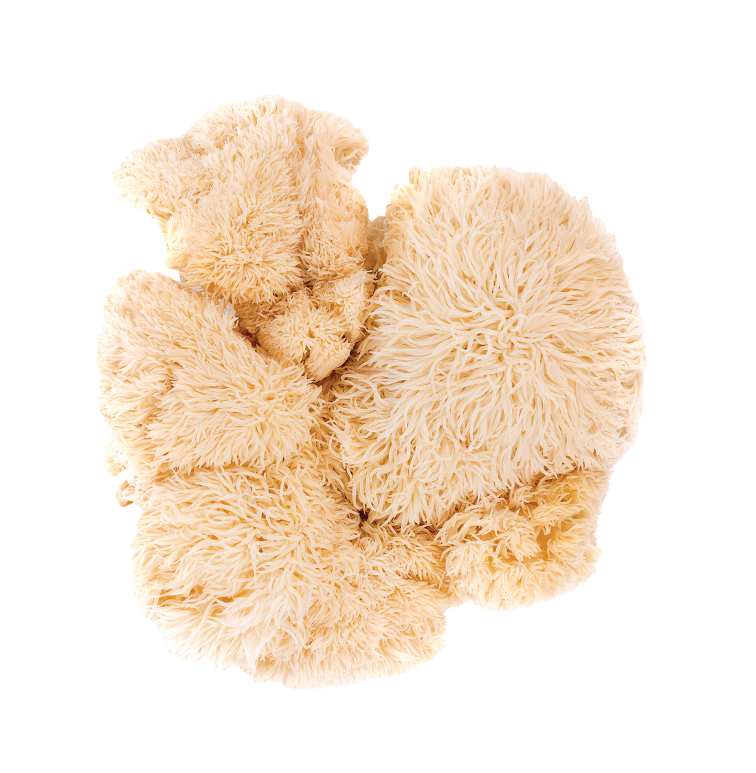 Lion's Mane Health Benefits