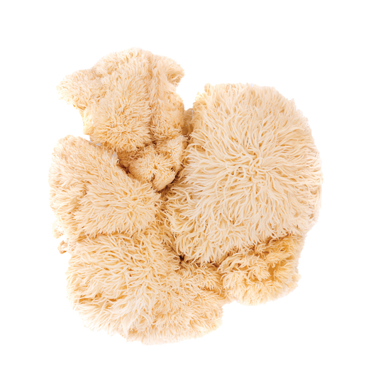 Lion's Mane Health Benefits