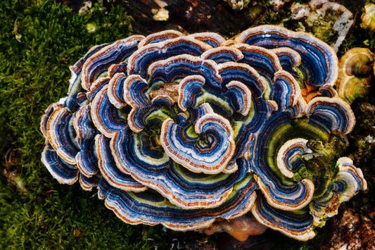 Turkey Tail Benefits